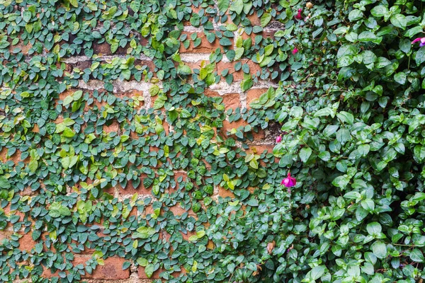 Die Grüne Schlingpflanze Der Ziegelmauer — Stockfoto