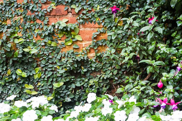 Зеленое Ползучее Растение Кирпичной Стене — стоковое фото