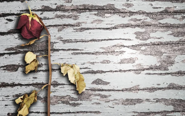 Suchý Růže Dřevěné Pozadí Krásná Květina Kopie Prostor — Stock fotografie