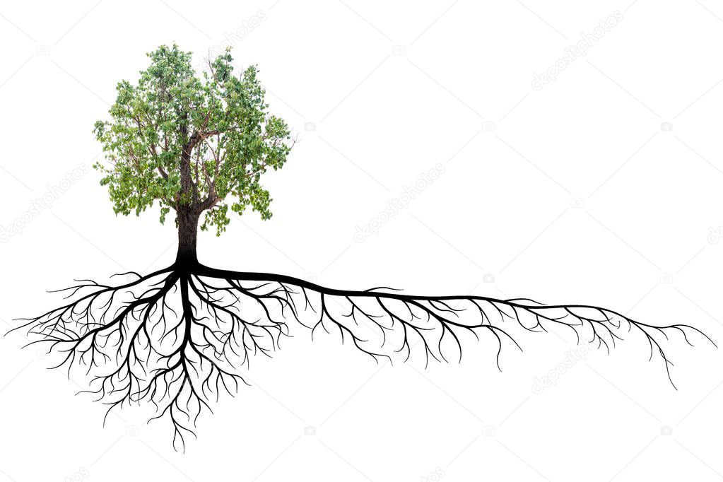 banyan tree with root isolated on a white background