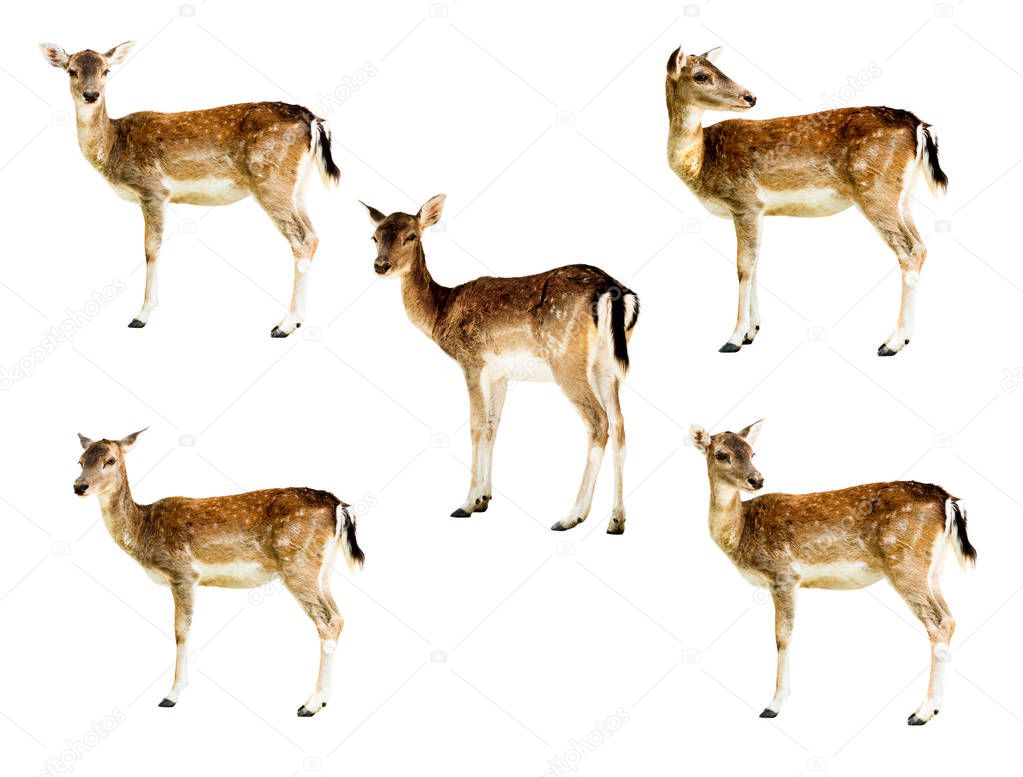 Roe deer standing isolated on white background
