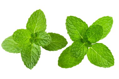 Taze nane izole bırakır. Beyaz zemin üzerine nane yaprakları. Yeşil nane yaprakları. kırpma yolu ile