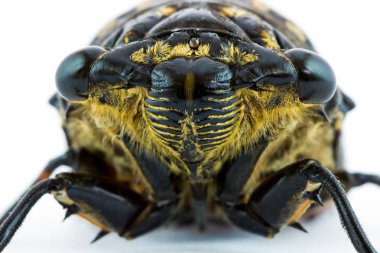 beyaz bir arka plan üzerinde izole böceği böcek