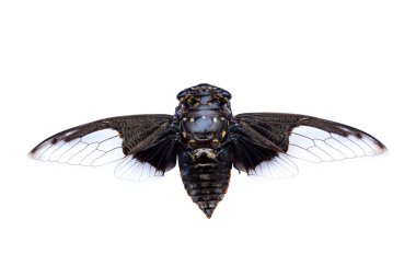 cicada insect isolated on a white background clipart