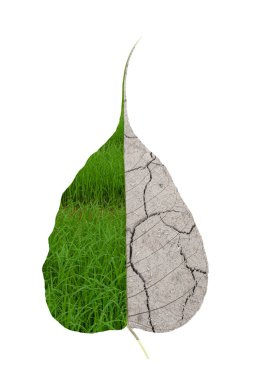 beyaz zemin üzerine yeşil ve kuru yaprakları