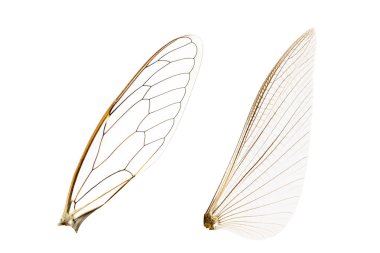 Kırpma yolu ile beyaz bir arka plan üzerinde izole böcek kanatları