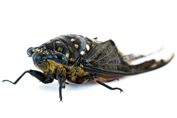 Cikáda Hmyzu Izolovaných Bílém Pozadí — Stock fotografie