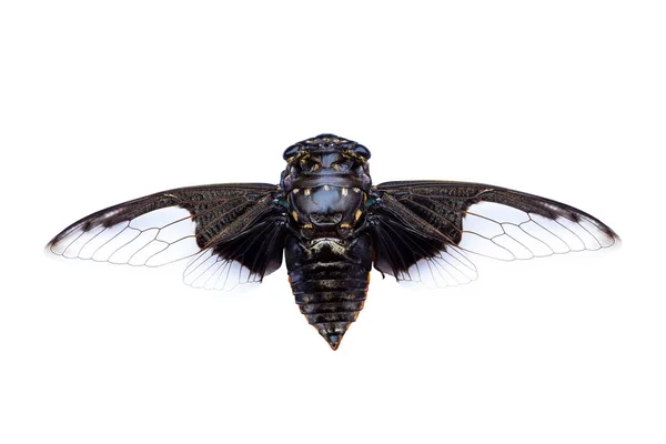 Cicade Insect Geïsoleerd Een Witte Achtergrond — Stockfoto