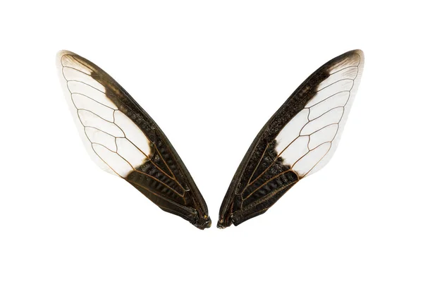 クリッピング パスと白い背景で隔離の昆虫の翼 — ストック写真
