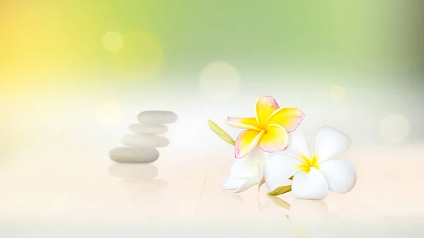 Beautiful Plumeria Flower Soft Light Background — Stock Photo, Image