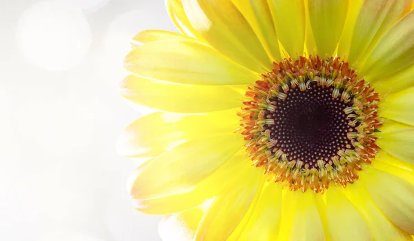 Beau Tournesol Isolé Sur Fond Lumière Bokeh — Photo