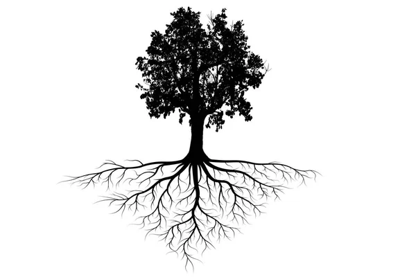 Big Tree Silhouettes Root Isolated White Background — Stock Photo, Image