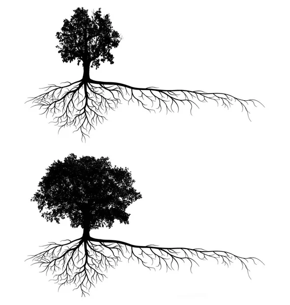 Silhuetas Árvore Grande Com Raiz Isolada Fundo Branco — Fotografia de Stock