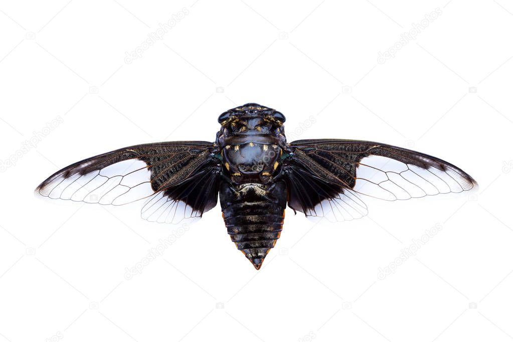 cicada insect isolated on a white background