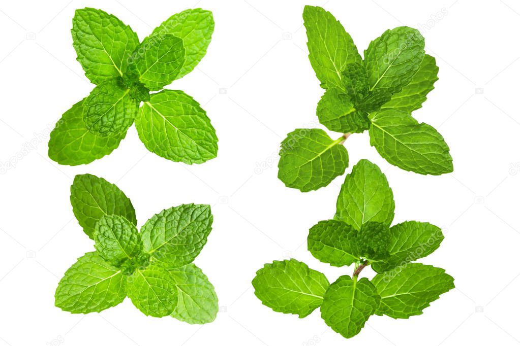 Fresh mint leaves isolated. Mint leaves on white background. Green mint leaves.  with clipping path