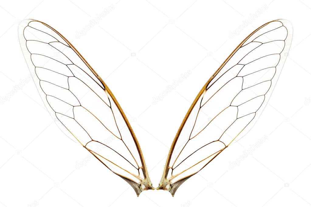 Wings of insect isolated on a white background 
