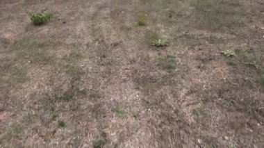 Nadasa bırakılmış bir arazide yavaşça yürüyorum. Klip orjinal sesi içeriyor.