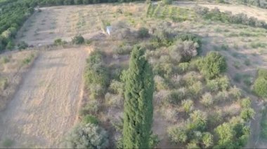 Tarladaki selvi ağacının havadan görünüşü.