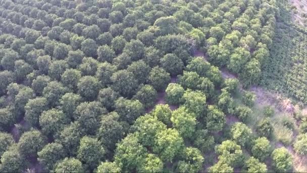 Luftaufnahme Eines Großen Obstgartens Sommer — Stockvideo
