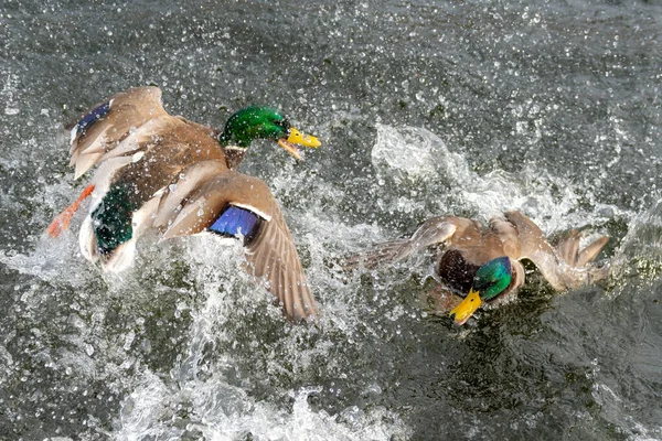 Zwei Stockenten Kämpfen Einem Teich Wird Viel Geplätscht Und Gesprüht — Stockfoto