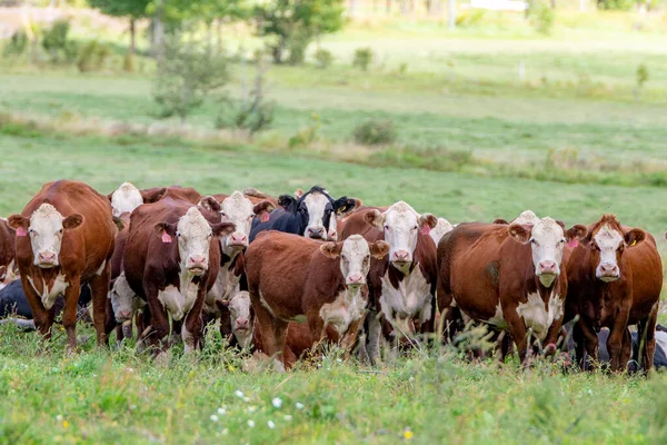 Een Kudde Vee Een Veld Koeien Kijken Allemaal Naar Camera — Stockfoto