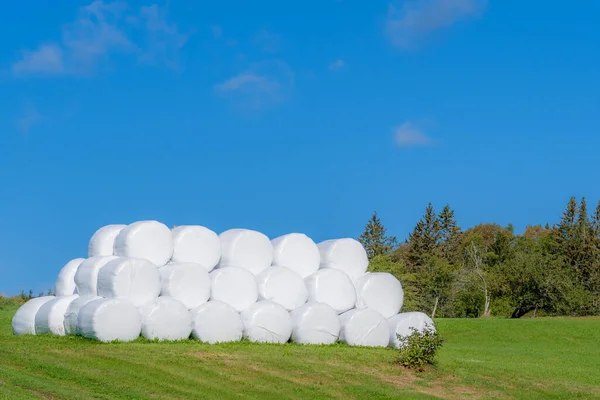 Duża Sterta Siana Owinięta Biały Plastik Ułożone Polu Drzewami Niebieskim — Zdjęcie stockowe