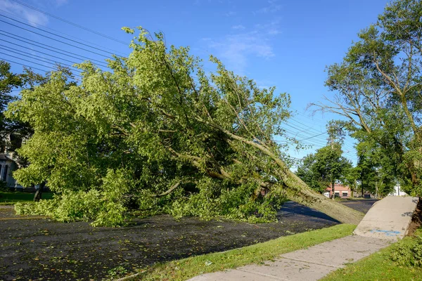 Grande Albero Caduto Dall Altra Parte Della Strada Strada Completamente — Foto Stock