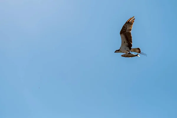 Uma Jovem Águia Calva Juvenil Haliaeetus Leucocephalus Voa Com Grande — Fotografia de Stock