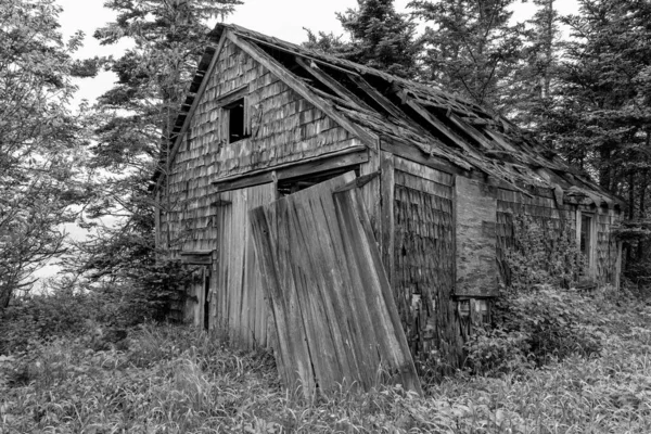 森林里一个老旧的 风吹日晒的棚屋 木翼侧边和木门 大部分的屋顶都塌了 有一扇门松了 植物生长在上面 黑白混血 — 图库照片
