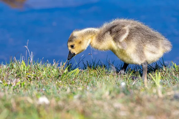 Baby Canada Goose Walking Short Grass Looking Ground Blue Water — Stock Photo, Image