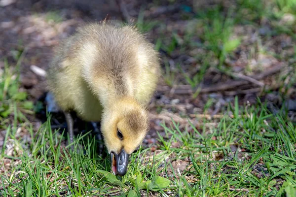 Baby Canada Goose Short Grass Eating Something Ground His Beak — Stock Photo, Image