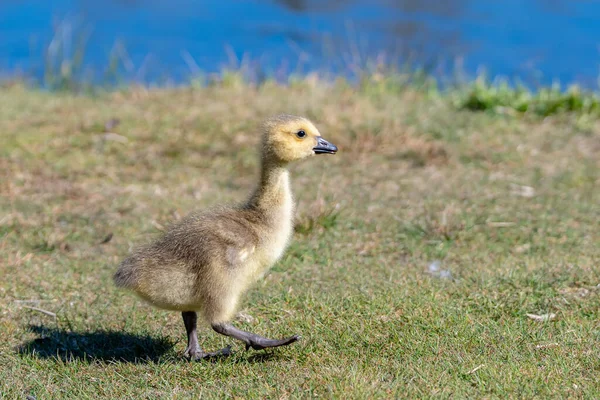 Baby Canada Goose Walking Short Grass Looking Ahead One Foot — Stock Photo, Image