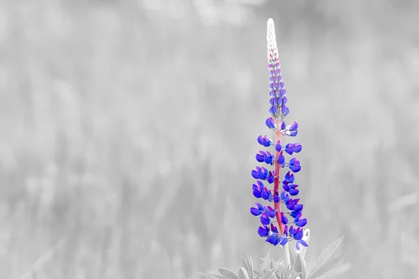 Крупный План Обыкновенного Люпина Lupinus Polyphyllus Фиолетовый Синий Цвет Сером — стоковое фото