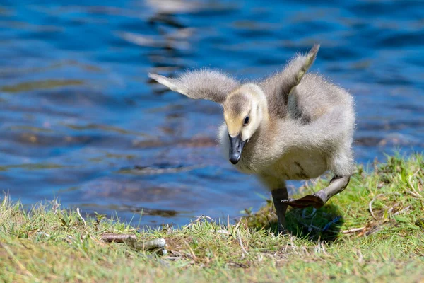 Closeup Young Baby Canada Goose Trying Unsuccessfully Fly Grass Blue — Stock Photo, Image