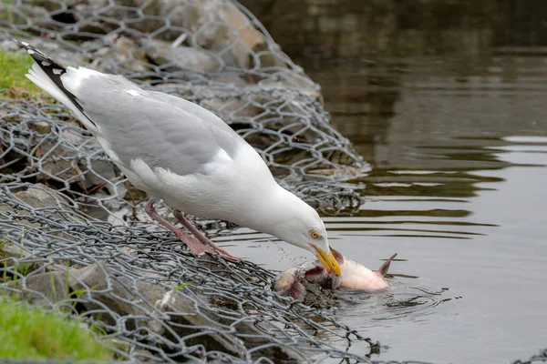 Seagull Eating Eating Dead Fish Side Pond His Beak Tearing — Stockfoto