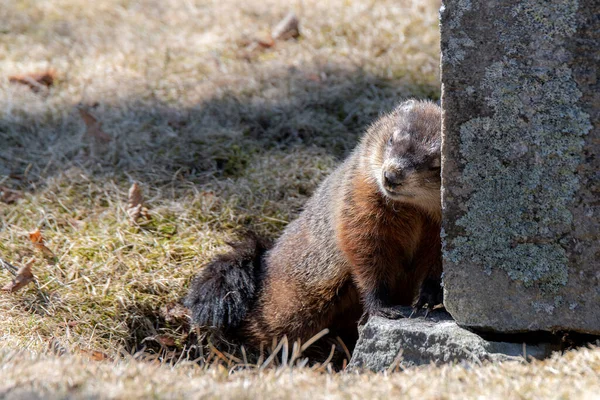 Small Groundhog Rubbing Grave Stone Cemetery Emerging His Hole Tombstone — Stock fotografie