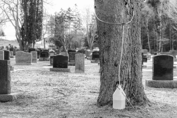 Συγκομιδή Σφενδάμου Νεκροταφείο Χυμός Ρέει Από Ένα Σωλήνα Που Συνδέεται — Φωτογραφία Αρχείου