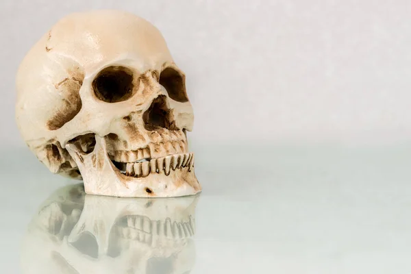 A human skull on a white glass desk. The skull is reflected in the glass. Room for text or to crop.