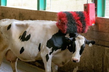 A black and white milk cow scratching her back on an electric back scratcher in a barn. The back scratcher is a black and red brush that spins when the cow walks under it. clipart