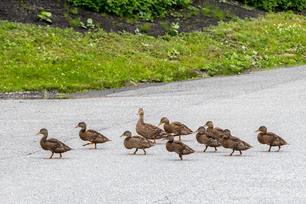 Mother Duck Accompanies Her Ducklings Road Ducklings Nearly Full Grown — Stock Photo, Image
