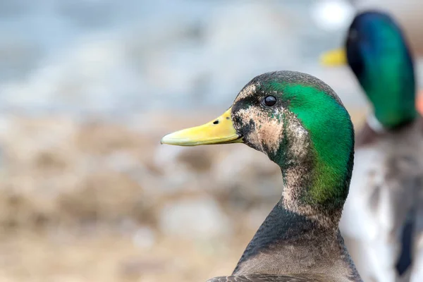 Male Duck Part Mallard Part Wigeon Closeup View Head Shallow — Stock Photo, Image