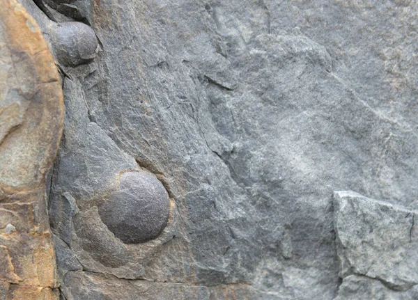 Fossil Vid Sidan Klippa Två Runda Mussla Fossiler Synliga Mycket — Stockfoto