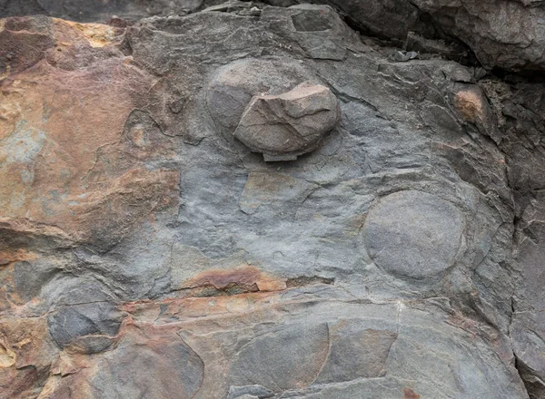 Fossile Sur Flanc Une Falaise Trois Fossiles Méduses Très Abîmés — Photo