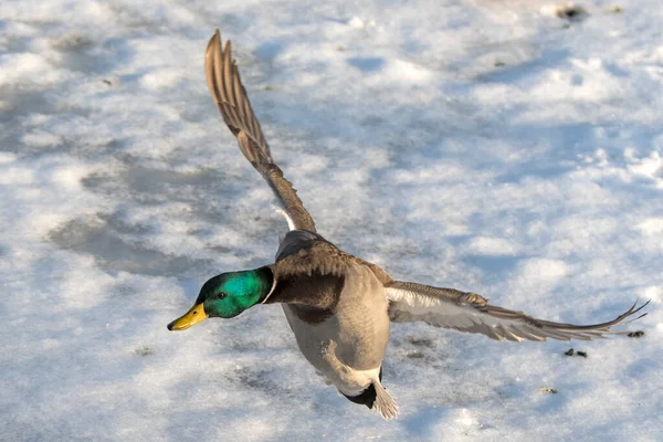 Eine Stockente Fliegt Über Einen Zugefrorenen Teich — Stockfoto