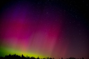 Aurora Borealis ufukta ağaçların üstünde. Yıldızlar Dünya 'nın yörüngesinde döndüklerinden dolayı biraz daha uzundurlar..