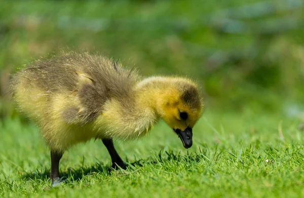 Baby Canada Goose Looking Food Grass Wet Very Young — Stock Photo, Image