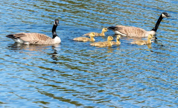 Family Canada Geese Two Adults Five Baby Goslings All Swimming — Stock Photo, Image