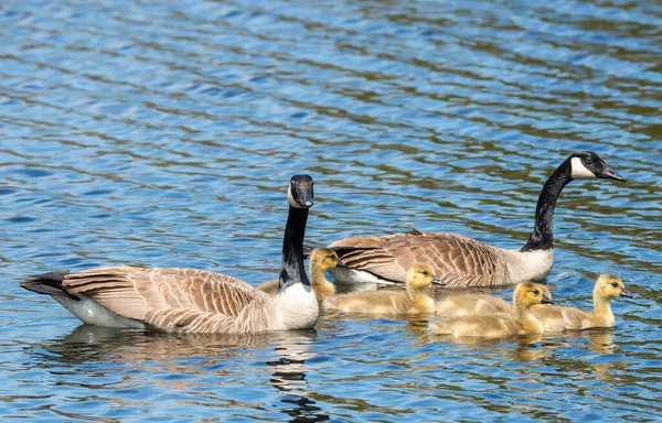 Family Canada Geese Two Adults Five Baby Goslings All Swimming — Stock Photo, Image