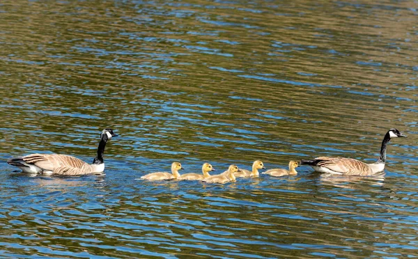 Family Canada Geese Two Adults Five Baby Goslings All Swimming — Stock Photo, Image