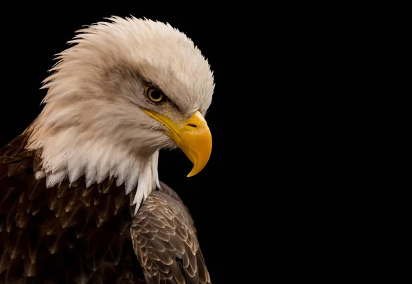 Skallig Örn Svart Bakgrund Örnen Lever Men Fånge Fokus Ögat — Stockfoto